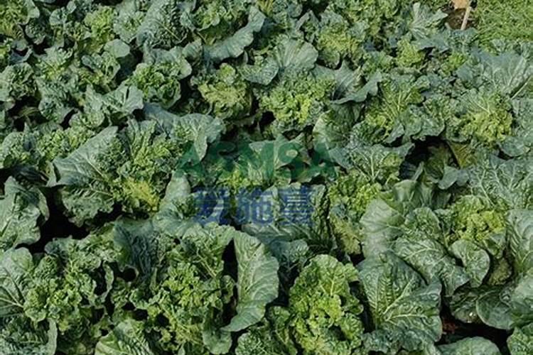 种花生的视频教程