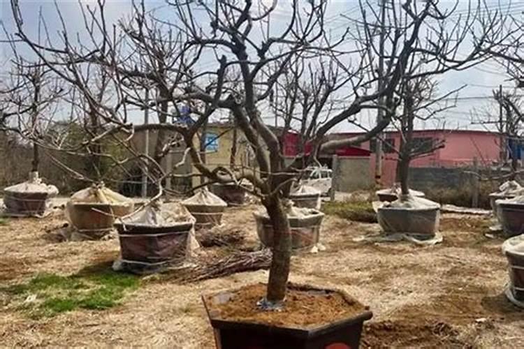 施什么肥让月季花开又多又大花瓣厚(自制月季花肥料)