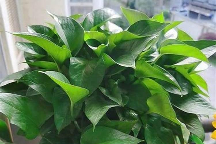 水稻钾肥什么时候施