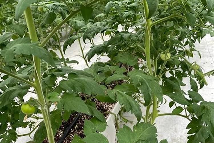 番茄什么时候追肥最合适