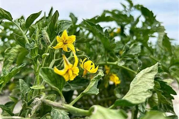 大棚西红柿用什么钾肥好,具体一亩地用多少,含量多少,尤其在膨果期。谢...