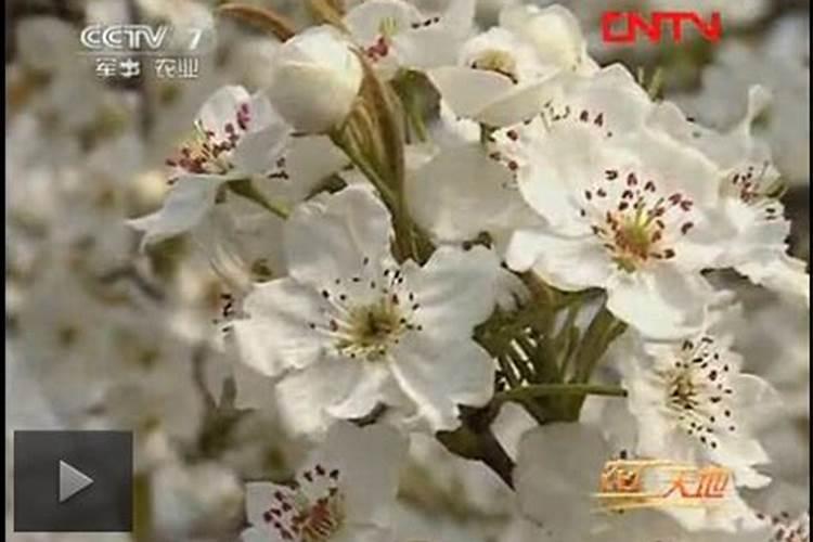 海带和海藻有什么区别