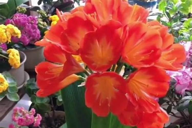 生菜叶片发黄可以喷施蔬菜叶面肥吗