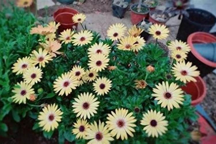 一般的花草植物上什么肥最好 花卉肥料有哪些