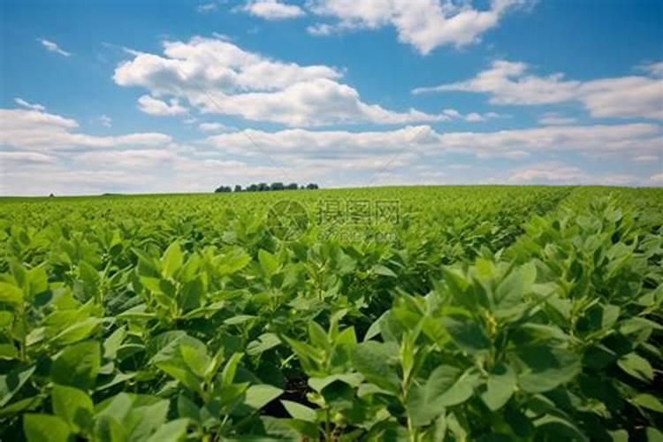 大豆如何做肥料