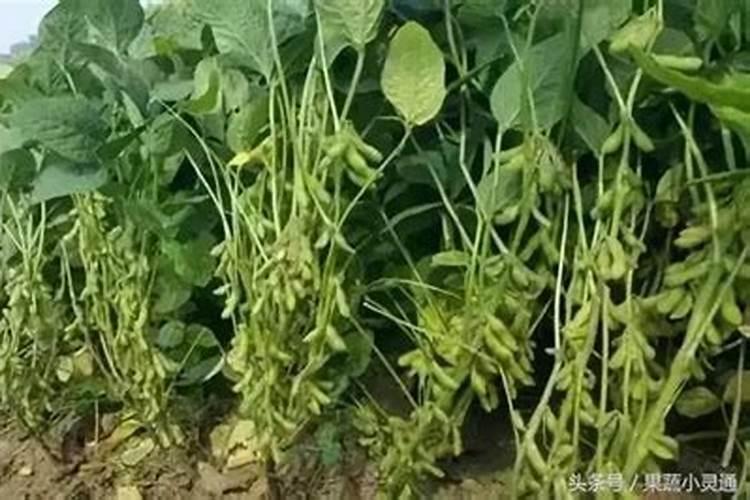 农民必须知道,种菜要浇哪三水和三肥？