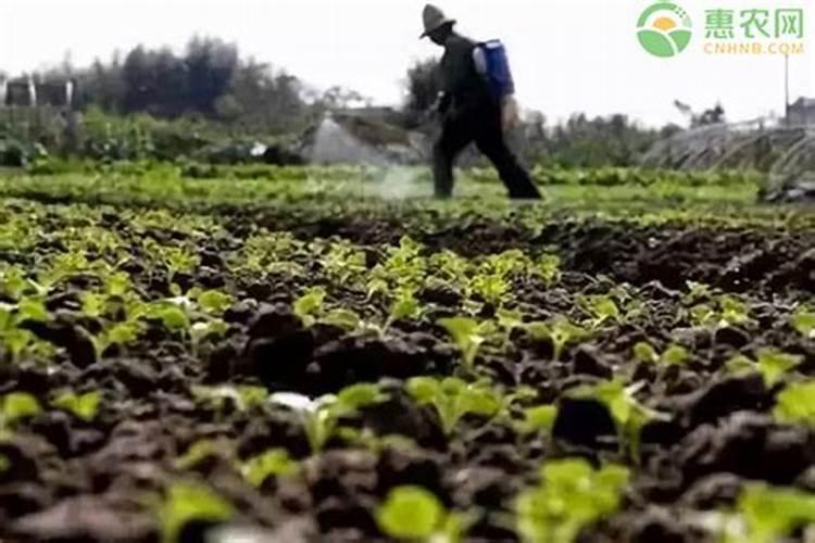 种橘子该用什么肥料