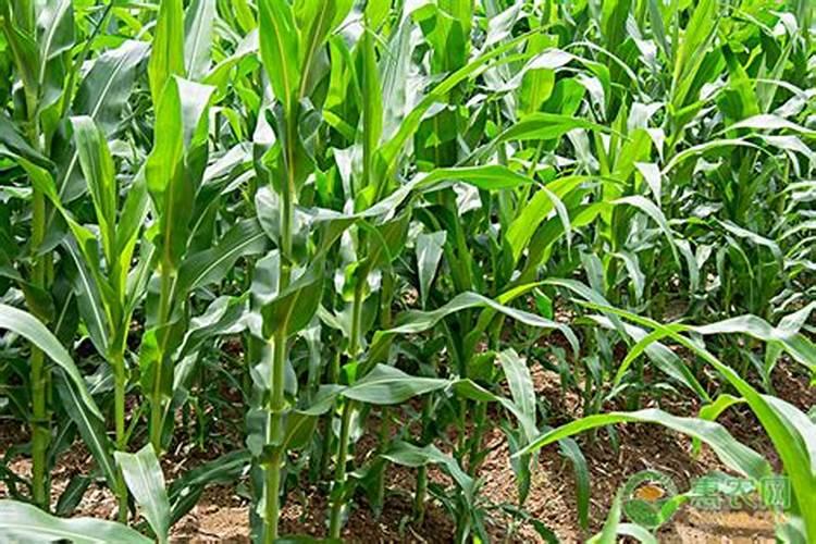 玉米7至11叶用什么叶面肥好