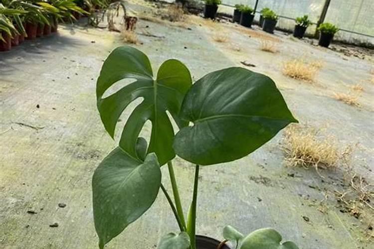 台湾罗汉松叶片发黄,该怎么办,种盆3个月了,一天浇一次水,会不会是...