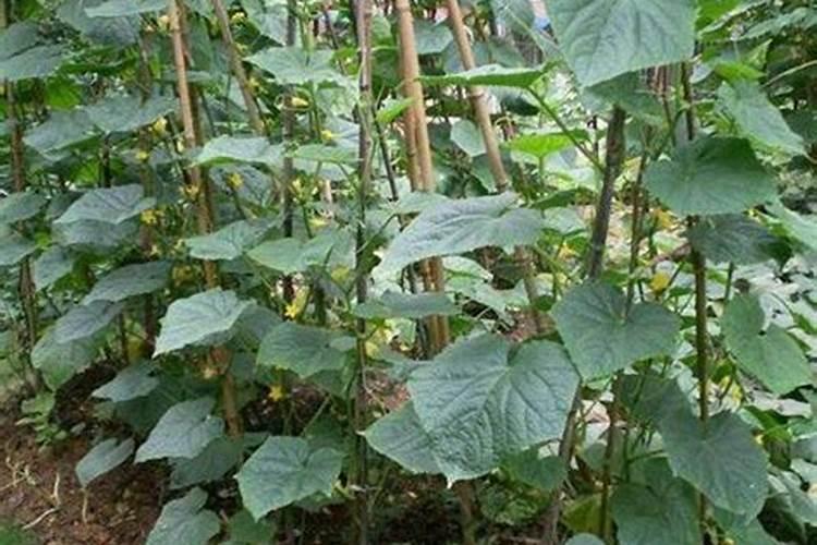 槟榔花装多果多,详细阐述一下处理它的步骤是怎样的？