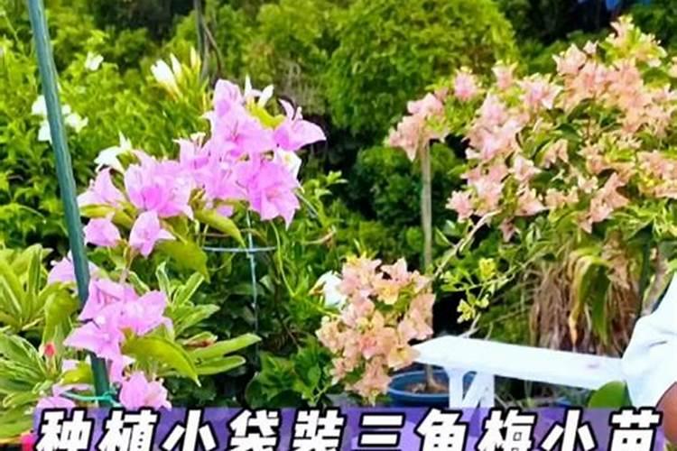 大花萱草能用草甘膦铵盐吗？