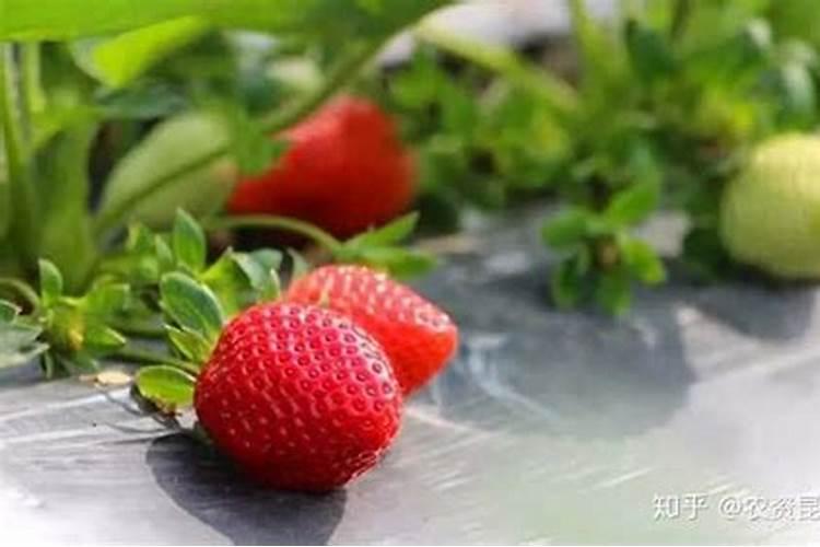 栽草莓用什么农家肥好