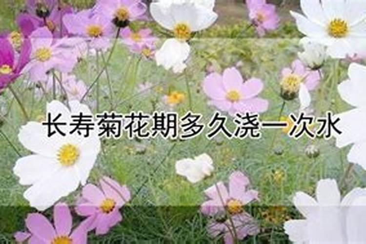 菊花多久浇水多久施肥 菊花的浇水和施肥频率是多久一次？