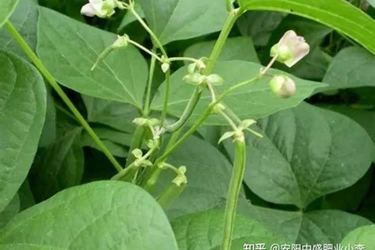 豆角开花期打什么叶面肥 豆角花期可以喷施叶面肥吗