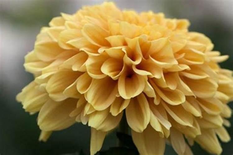 盆栽菊花怎么浇水盆栽菊花一年四季浇水方法