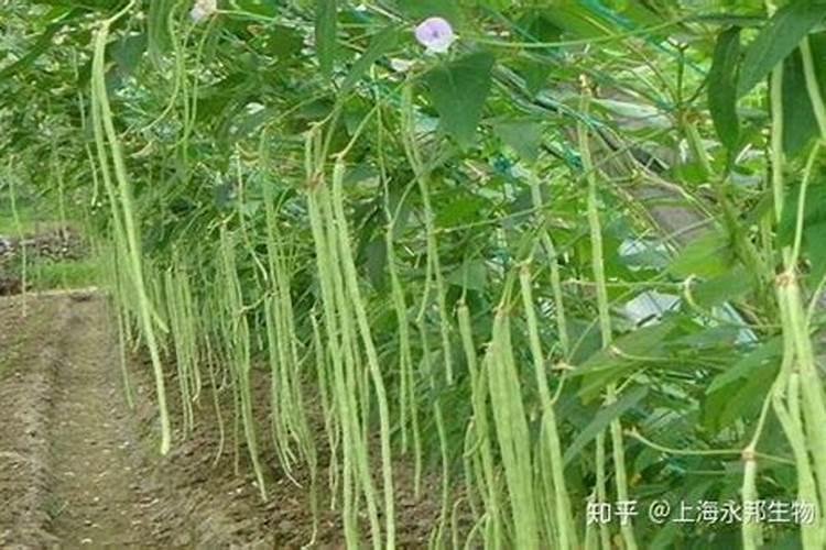 豆角开花了需要追肥吗(长豆角开始结果中施什么化肥)