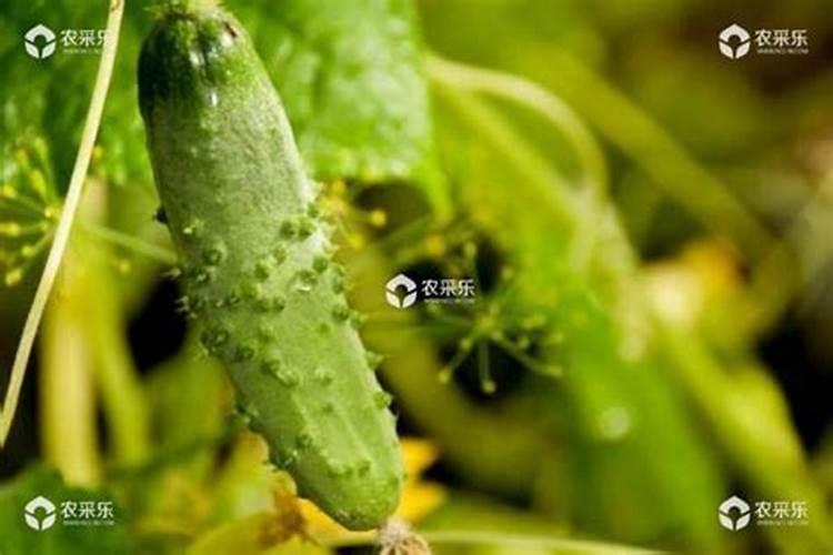 柠檬酸钾的作用