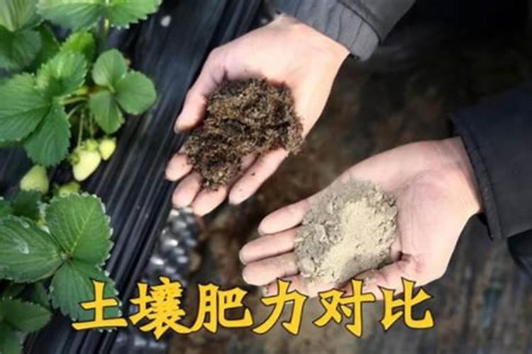 如何提高土壤肥力？
