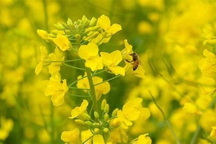 油菜开花打什么药丰产 油菜开花期能浇水吗