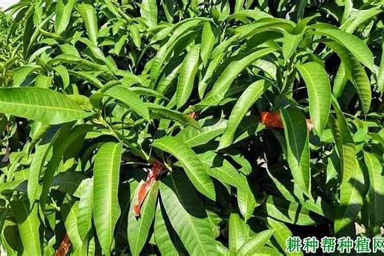 芒果催花时间和方法