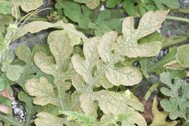 蔬菜如何施肥？从苗开始到成熟``大概要怎么做？