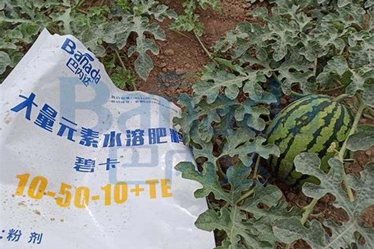 西瓜果实膨大喷啥水溶肥？春季西瓜如何施肥