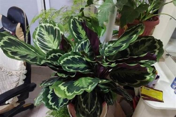 新疆种枣树一亩收入多少钱