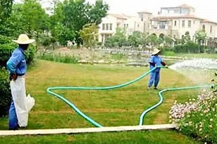 台湾二号草坪施肥