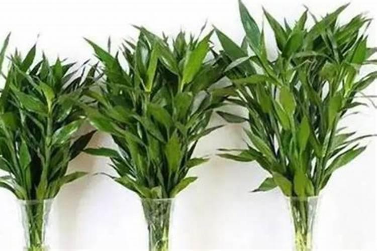 富贵竹施什么肥好