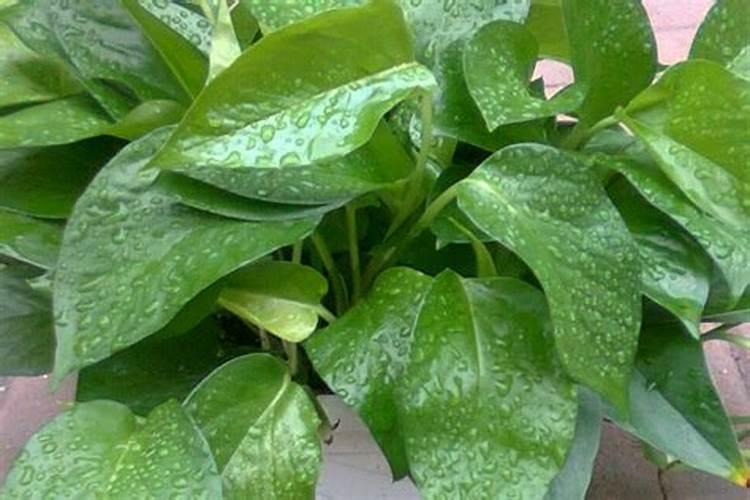 芸苔素使用有什么禁忌