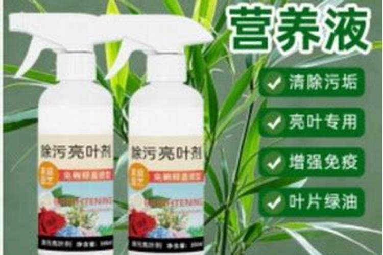 叶子上的灰尘怎样清洗
