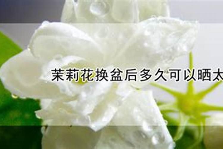 盆栽茉莉花怎么施肥
