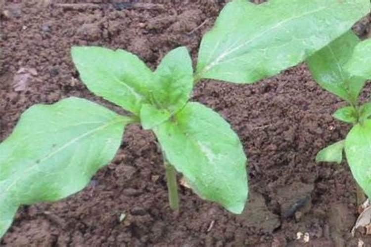 一棵果树施磷肥最简单三个步骤