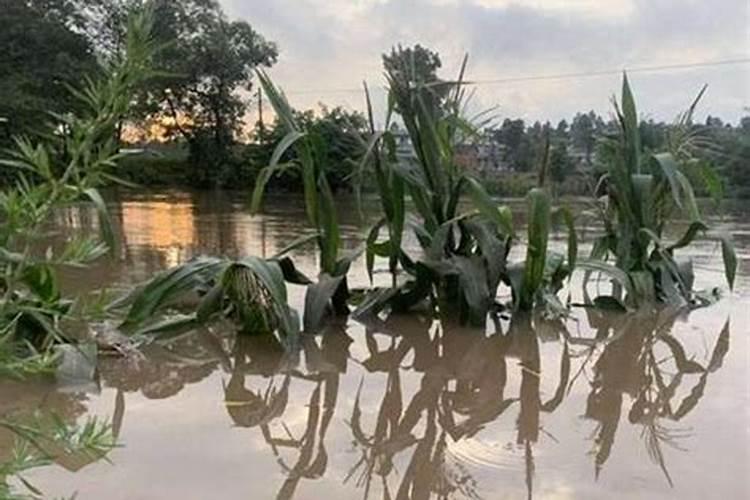 玉米施肥后下大雨有事吗