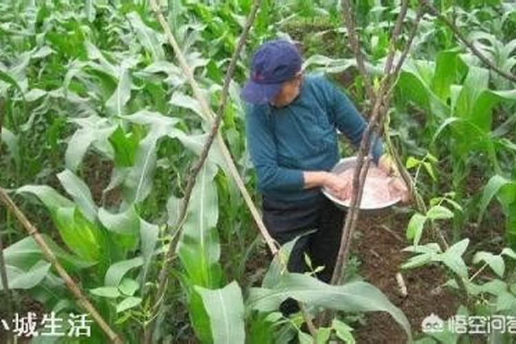 豆粕有机肥、海藻有机肥、腐植酸有机肥那个更好？区别是什么呢？