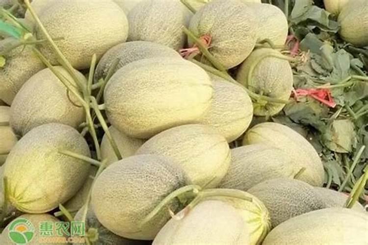 哈密瓜后期要想膨果用什么肥料？