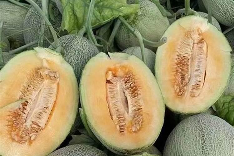 哈密瓜是我国新疆特有的一种水果,口味甜美,哈密瓜该怎么施肥呢？