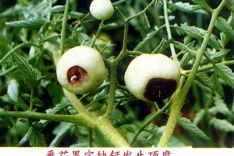 钙肥伤植物的根吗？