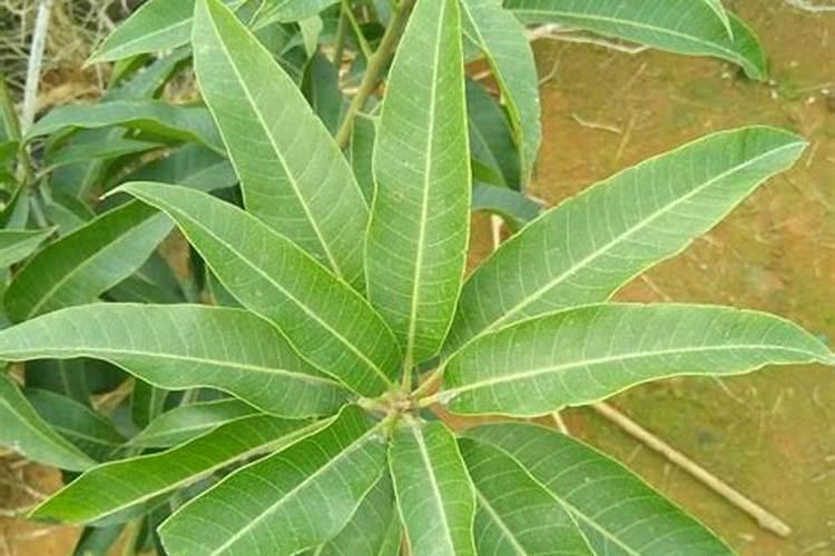 芒果叶子长这么长是什么原因？