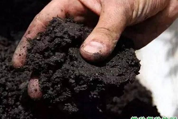 火龙果种植前要施什么肥？