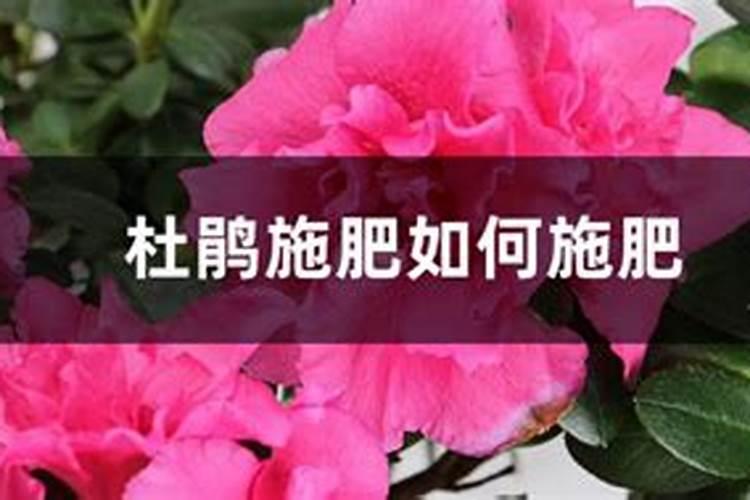 杜鹃施肥如何施肥,施肥过量怎么办