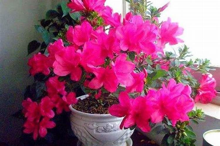 杜鹃花怎么养殖枝繁叶茂