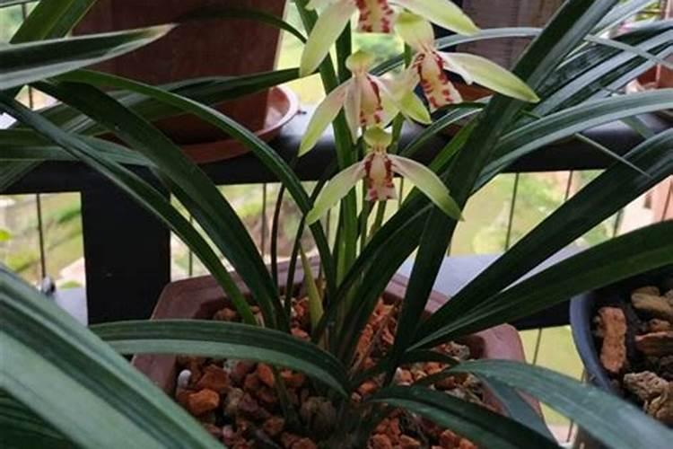 还在开花中的兰花能施肥吗