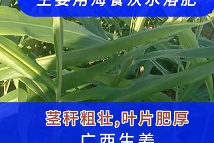 玉米开花期间能打药吗？