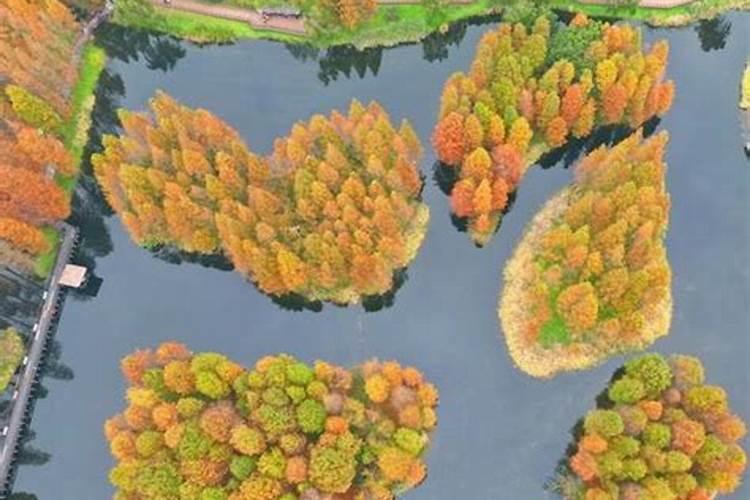 水杉用什么肥料最好