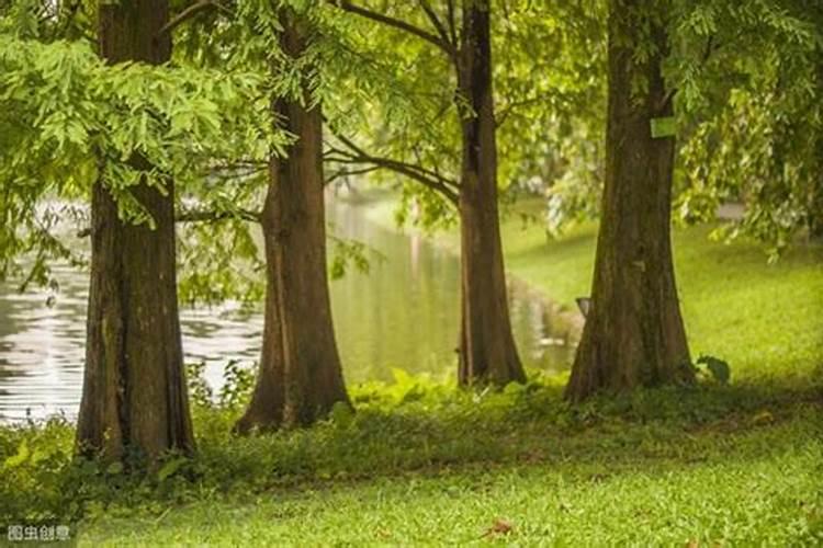 水杉换土放什么基肥好