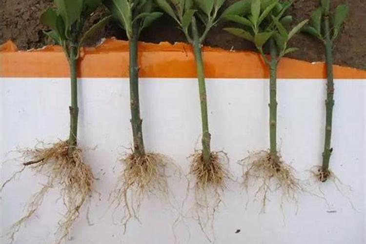 矮向日葵长多大要打顶