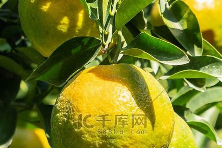 榴莲树苗多久浇一次水