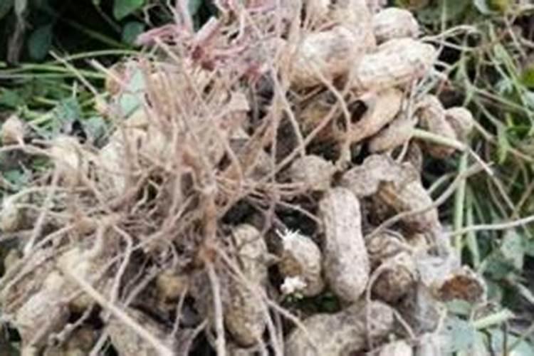 种花生用什么肥料比较好一点