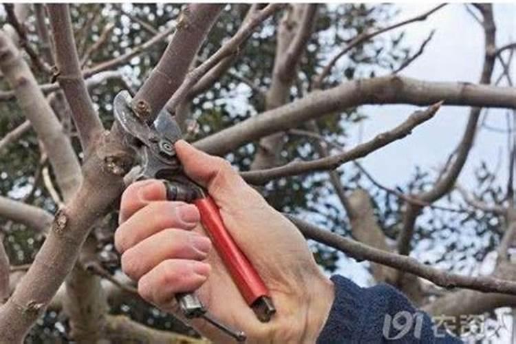 在种植柑橘时,你认为最佳的施肥时间是什么时候？